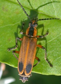Margined Soldier Beetle